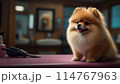 トリミング中のポメラニアン 114767963
