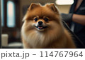 トリミング中のポメラニアン 114767964