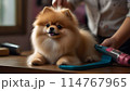 トリミング中のポメラニアン 114767965