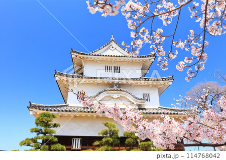 【香川県】桜咲く春の丸亀城(現存天守と石垣の名城) 【香川県】桜咲く春の丸亀城(現存天守と石垣の名城) 114768042
