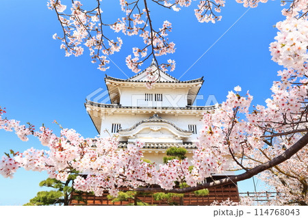 【香川県】桜咲く春の丸亀城（現存天守と石垣の名城） 114768043