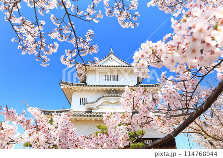 【香川県】桜咲く春の丸亀城(現存天守と石垣の名城) 【香川県】桜咲く春の丸亀城(現存天守と石垣の名城) 114768044