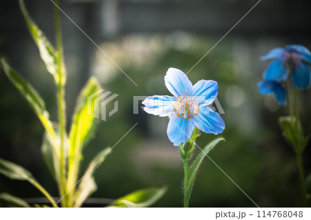 ヒマラヤの青いケシ ヒマラヤの青いケシ 114768048
