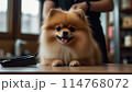 トリミング中のポメラニアン 114768072