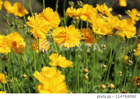 春の野原に咲くオオキンケイギクの黄色い花 春の野原に咲くオオキンケイギクの黄色い花 114768092