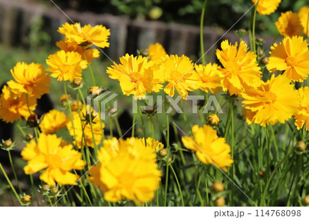 春の野原に咲くオオキンケイギクの黄色い花 114768098