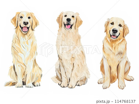 油絵タッチの座るゴールデンレトリバー、犬の正面イラストセット　待てのポーズ　油絵の具　AI生成画像 114768137