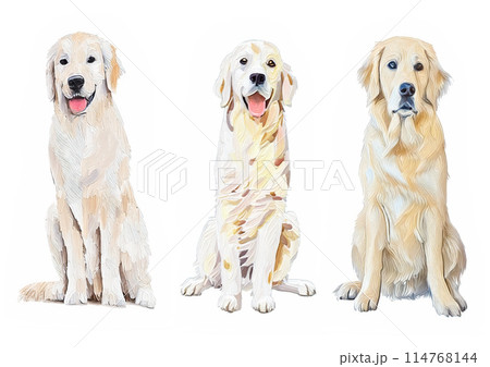 油絵タッチの座るゴールデンレトリバー、犬の正面イラストセット　待てのポーズ　油絵の具　AI生成画像 114768144