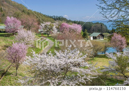 桜の花咲くキャンプ場 桜の花咲くキャンプ場 114768150