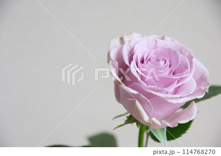 紫色の薔薇 114768270