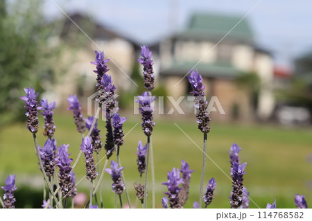 春の野原に咲く薄紫色のラベンダーの花 114768582