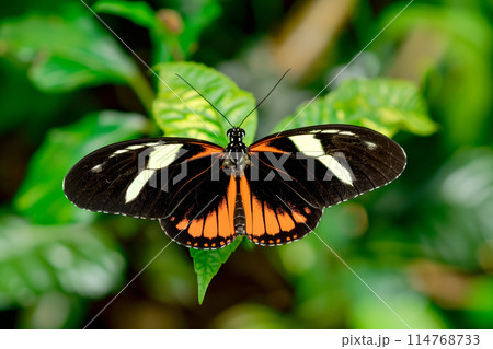 Beautiful Double-banded Red Postman butterfly rests among the foliage of a garden 114768733
