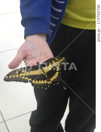 Rare Tropical Butterfly Sits on a Childs Hand. 114768786