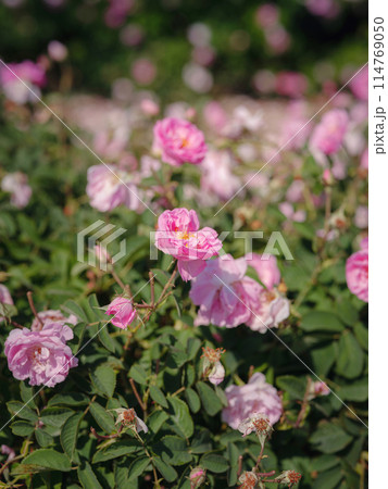Field of roses in sunny summer day Field of roses in sunny summer day 114769050