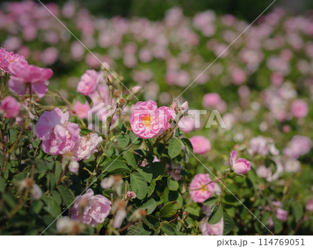 Field of roses in sunny summer day Field of roses in sunny summer day 114769051