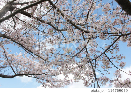 ⁺**✿+ 桜 さくら サクラ SAKURA +✿**⁺ ⁺**✿+ 桜 さくら サクラ SAKURA +✿**⁺ 114769059