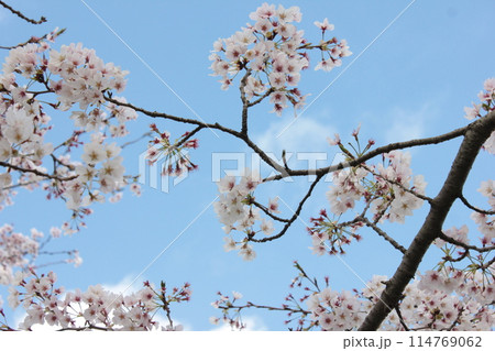 ⁺**✿+ 桜 さくら サクラ SAKURA +✿**⁺ ⁺**✿+ 桜 さくら サクラ SAKURA +✿**⁺ 114769062