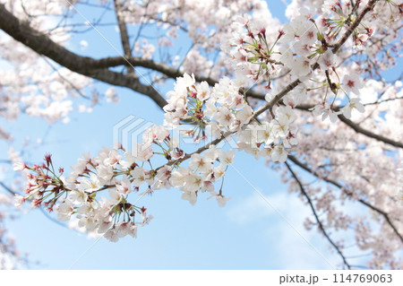 ⁺*＊✿+ 桜　さくら　サクラ　SAKURA +✿＊*⁺ 114769063