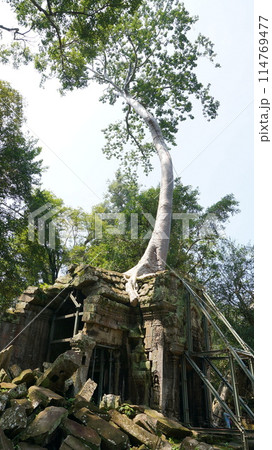ガジュマルの木に浸食された寺院【カンボジア・シェムリアップ】 ガジュマルの木に浸食された寺院【カンボジア・シェムリアップ】 114769477