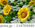 ヒマワリ畑のヒマワリをアップで撮影した写真 114769480