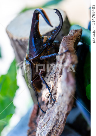 ヘラクレスオオカブト ヘラクレスオオカブト 114769485