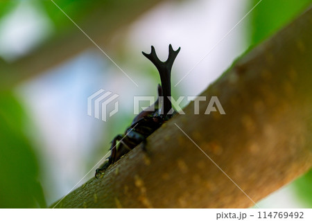 国産　カブト虫 114769492