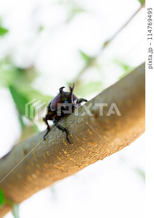 国産 カブト虫 国産 カブト虫 114769495