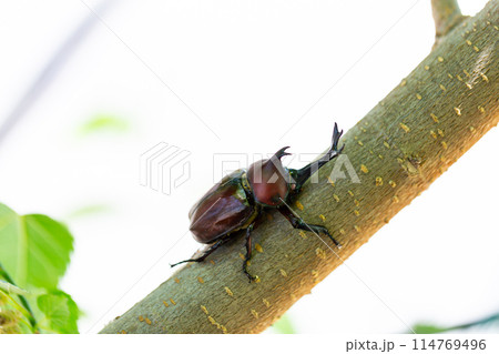 国産　カブト虫 114769496