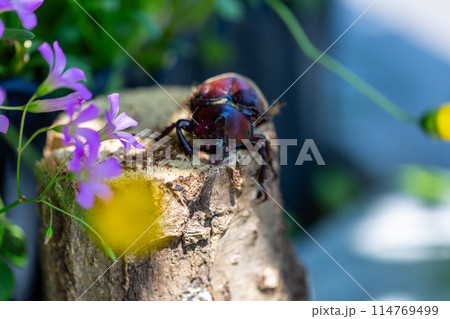 国産　カブト虫 114769499