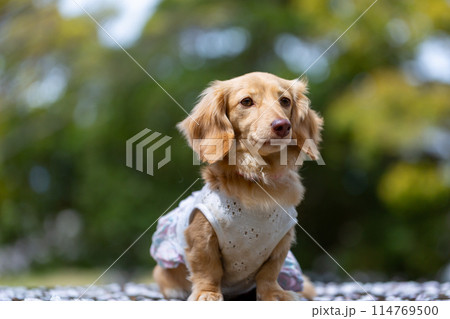 桜の咲いた公園で散歩するダックスフンド 114769500