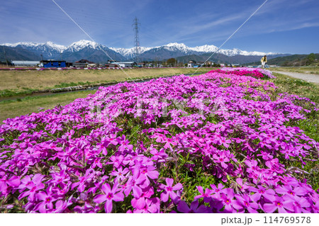 残雪の北アルプスを背景に川沿いに咲く芝桜 114769578