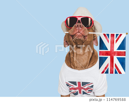 Lovable, pretty dog, British Flag and sunglasses 114769588