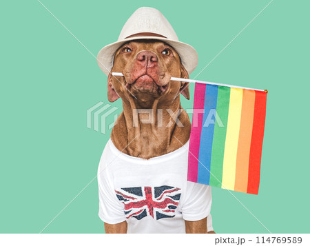 Lovable, pretty dog and Rainbow Flag. Closeup 114769589