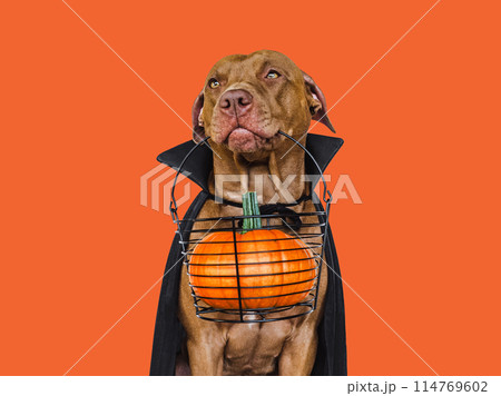 Charming, lovable brown dog and Count Dracula costume 114769602