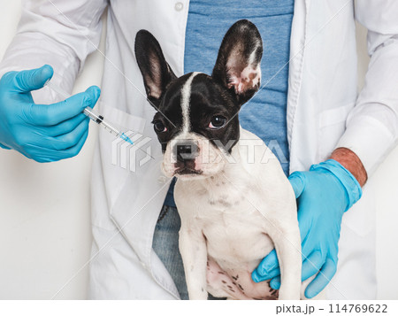 Cute puppy and veterinarian. Close-up, studio photo Cute puppy and veterinarian. Close-up, studio photo 114769622