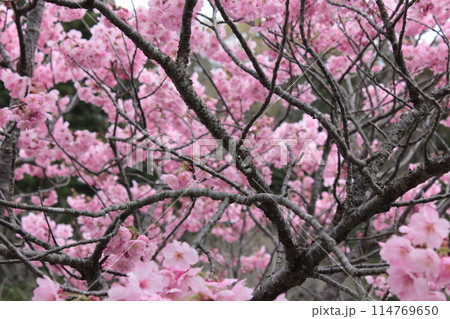 河津桜　＊＊＊　KAWADU-SAKURA　＊＊＊ 114769650