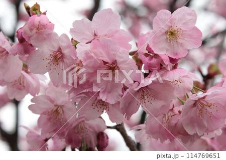 河津桜 *** KAWADU-SAKURA *** 河津桜 *** KAWADU-SAKURA *** 114769651
