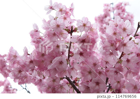 河津桜 *** KAWADU-SAKURA *** 河津桜 *** KAWADU-SAKURA *** 114769656
