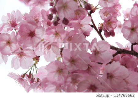 河津桜　＊＊＊　KAWADU-SAKURA　＊＊＊ 114769662