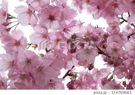 河津桜 *** KAWADU-SAKURA *** 河津桜 *** KAWADU-SAKURA *** 114769663