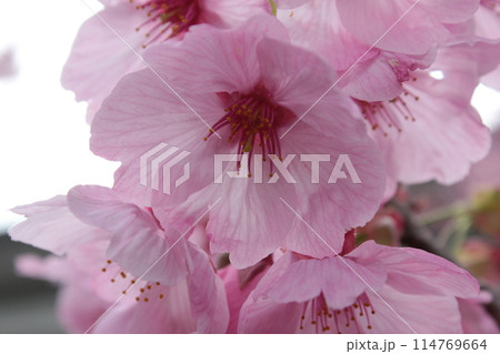 河津桜 *** KAWADU-SAKURA *** 河津桜 *** KAWADU-SAKURA *** 114769664