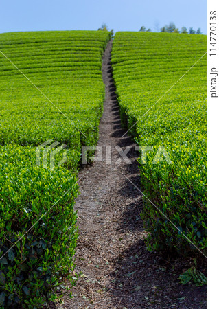 新緑の茶畑　刈取り前の茶畑 114770138