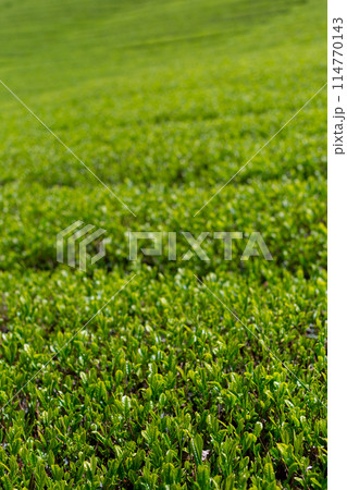 新緑の茶畑　刈取り前の茶畑 114770143