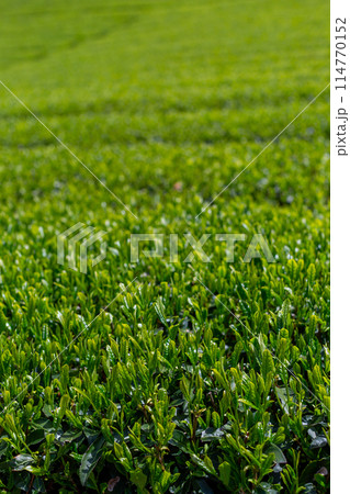 新緑の茶畑 刈取り前の茶畑 新緑の茶畑 刈取り前の茶畑 114770152