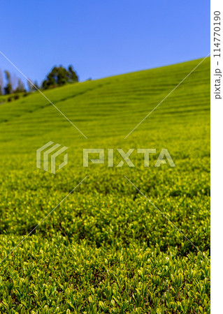 新緑の茶畑　刈取り前の茶畑 114770190