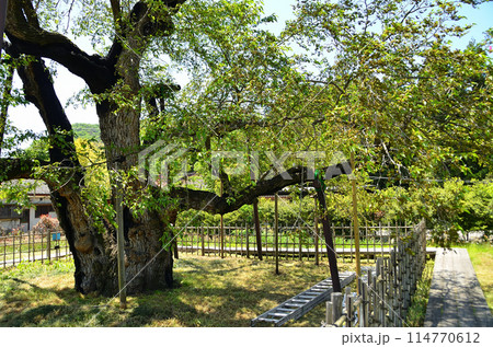 群馬県沼田市石墨町の薄根の大桑 114770612