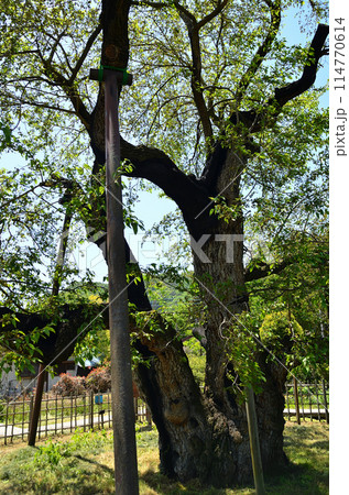 群馬県沼田市石墨町の薄根の大桑 114770614