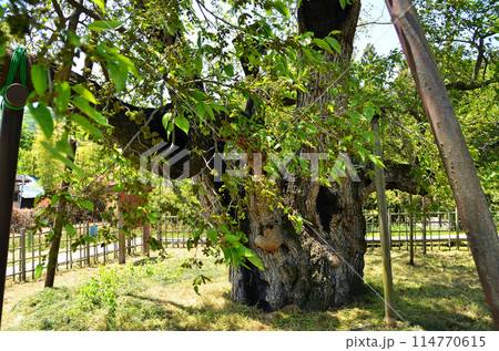 群馬県沼田市石墨町の薄根の大桑 114770615