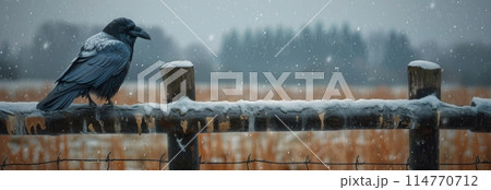 A raven sits on a fence on a gloomy winter day against a stormy sky. A raven sits on a fence on a gloomy winter day against a stormy sky. 114770712