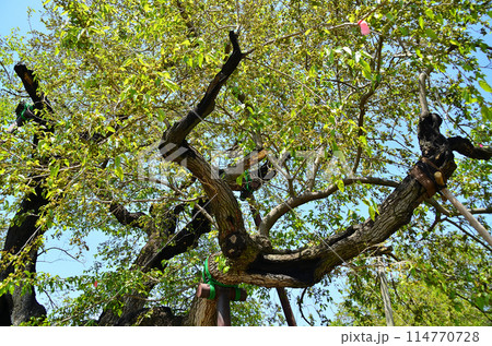 群馬県沼田市石墨町の薄根の大桑 114770728